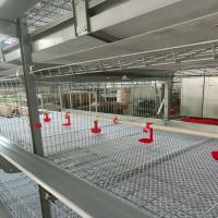 Les poussins d'un jour d'un bébé mettent en cage le système potable de volaille