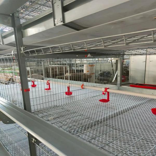 Caixa de frango de frango de cor prateada de um dia de idade, filhote de frango de 45 dias de idade,