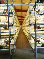 Équipement pour la volaille Cages à couche de poulet de type A Cage à couche de type H automatique