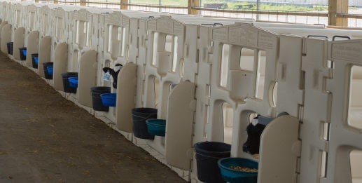 Индивидуальная ручка для телят от бренда Terrui с моделью NSG192WC и размером 192 см 756 футов и весом 38 кг