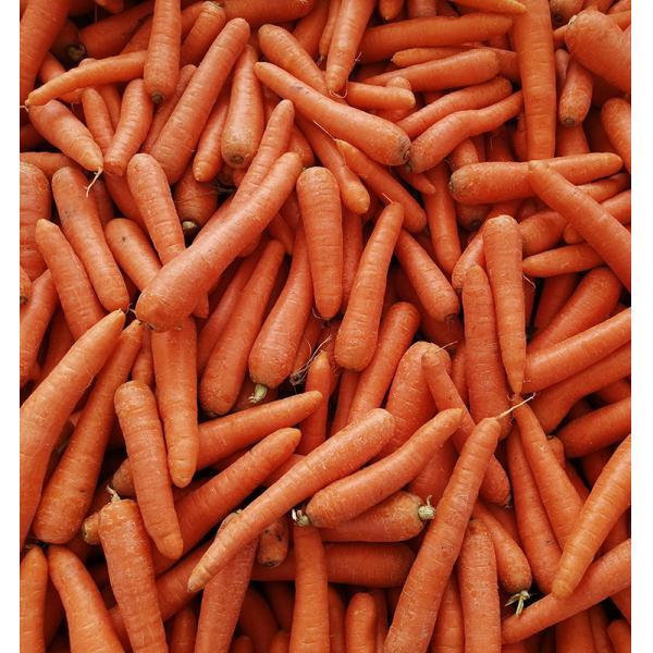 Fresh carrot from China newest harvesting wholesale carrots price per ton