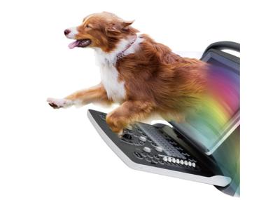 Professional CW Ultrasound Medical Veterinary Equipment High Velocity Detection