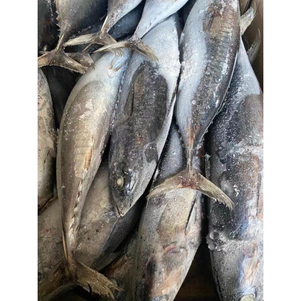 Законсервированные рыбы пеламиды новой ранга посадки очень вкусной 100g 300g A+ замороженные