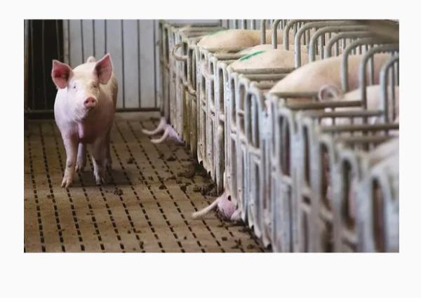 Modern Pig Farm Steel Building/ Poultry House