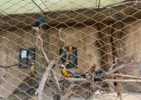 25mm X 傾斜柔らかい動物園網 SS304 ワイヤロープ網 鳥居のフェンシング