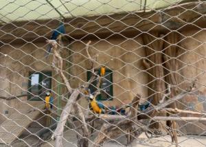 25mm X 傾斜柔らかい動物園網 SS304 ワイヤロープ網 鳥居のフェンシング