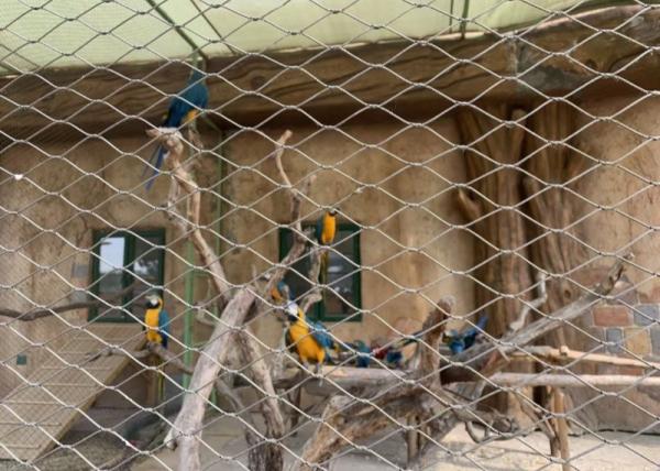 25mm X 傾斜柔らかい動物園網 SS304 ワイヤロープ網 鳥居のフェンシング