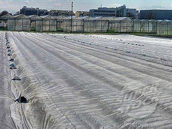 A banana biodegradável não tecida da tela da tela/PP Spunbond ensaca com o resistente UV de 4%