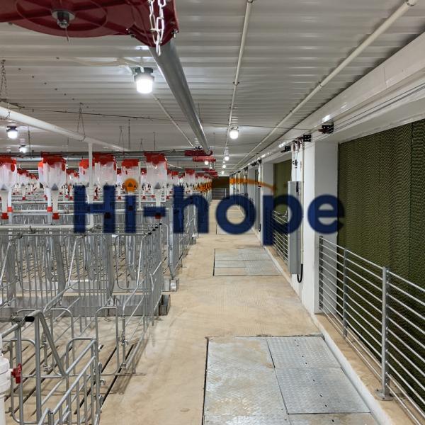 Solutions complètes de Pigger de conception de ferme de porc avec l'équipement