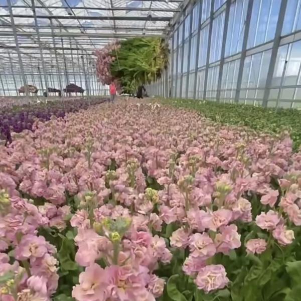 Customization Steel Structure Origin Glass Greenhouse Hydroponics System for Flowers