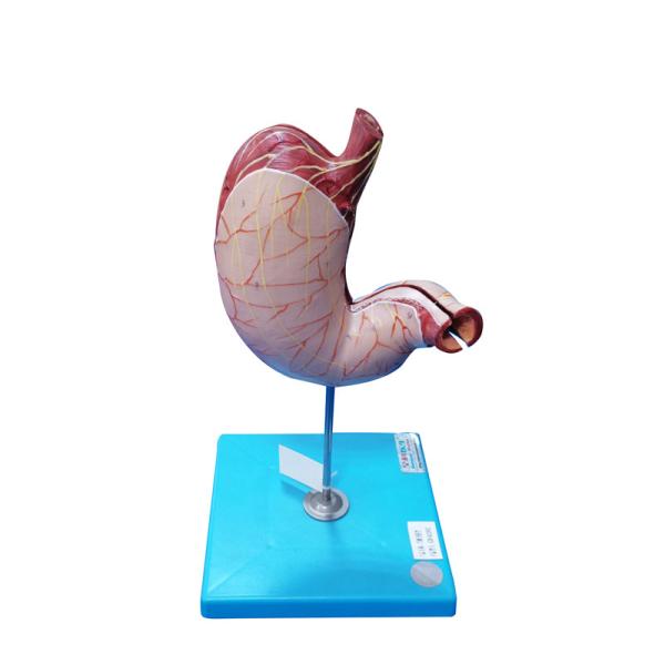 Shows the Longitudinal and Circular Muscle of Stomach Model for Hospitals Teaching