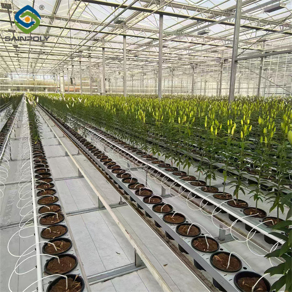 Serres à fleurs agricoles commerciales pour la plantation à Sainpoly