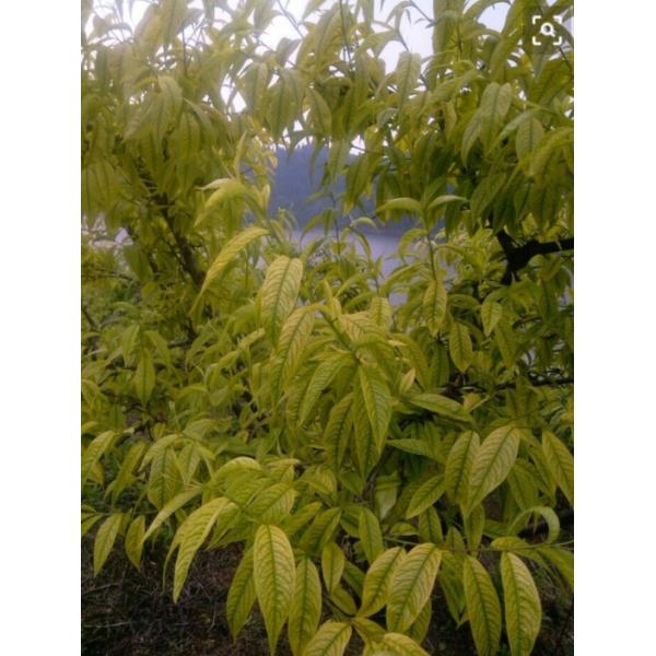 Adubos Chelated manganês dos micronutrientes para a pulverização Foliar