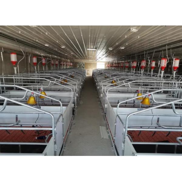 300 Sows Farm Complete Pig Project Equipment Farrowing Carte