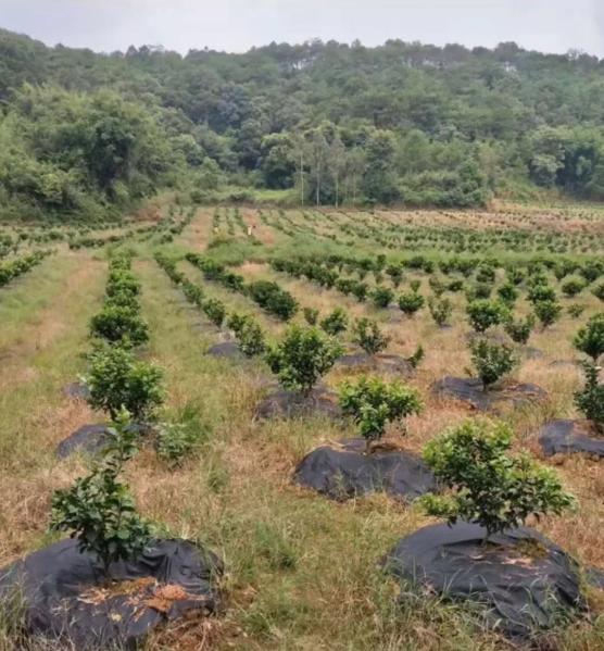 Tela não tecida PP do controle de ervas daninhas da paisagem material para os jardins home que jardinam livre