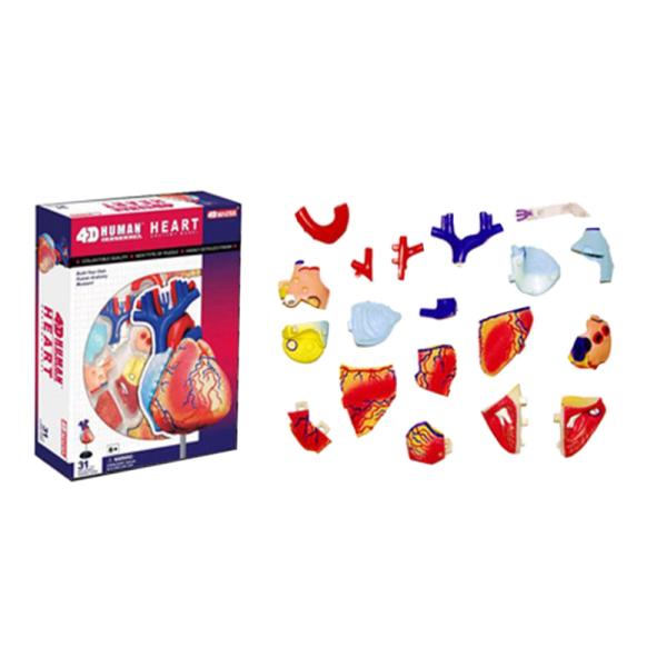 31 Parts 4d Master Human Anatomy Models As Children Toy