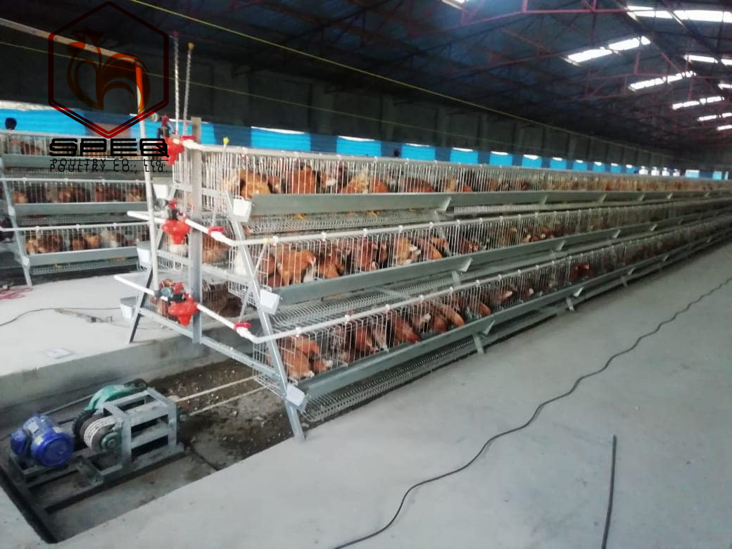 Automatic Cheap Price Poultry Farming Equipment Layer Chicken Cage for Sale