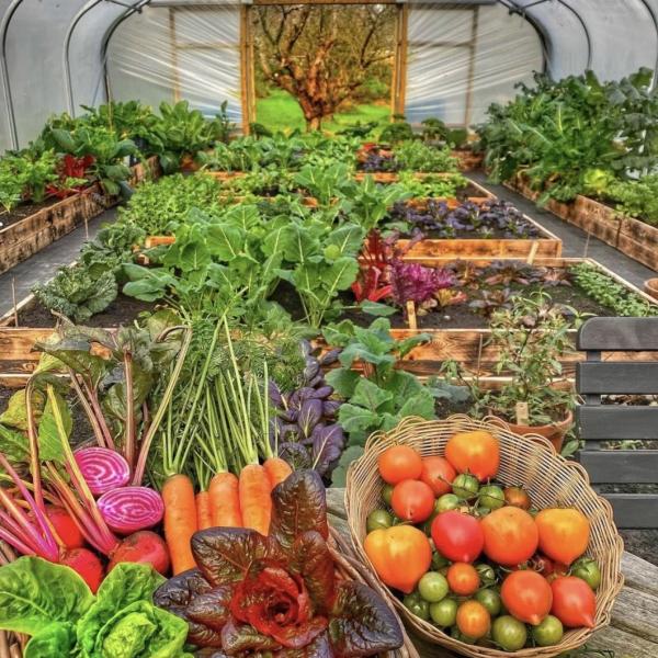 Package Size 50.00cm * 60.00cm * 50.00cm Tunnel Greenhouse for Agriculture and Vegetables