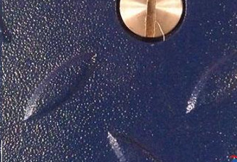 Wireless roller conveyor scale 5T  2.4G with 1200 X 1200CM Paltform C3 C5 IP66 with indicator display