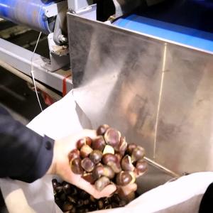 12 faixas 4 toneladas máquina de triagem de castanha capacidade 98% de precisão