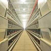 Alimentador automático de la jaula del pollo del sistema 8.67m/Min 0.75kw de la alimentación de aves de corral del HDG