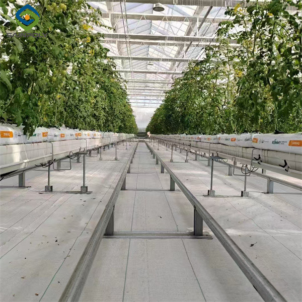 Invernadero comercial profesional Venlo Invernadero holandés de policarbonato para la plantación de flores de frutas y hortalizas