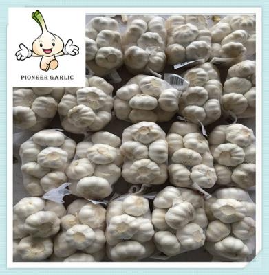 New crop of Solo garlic single clove garlic from China Price of china fresh Garlic
