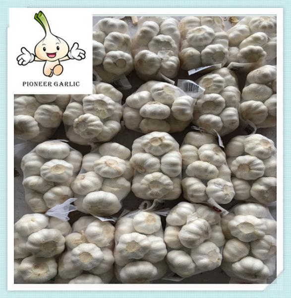 New crop of Solo garlic single clove garlic from China Price of china fresh Garlic