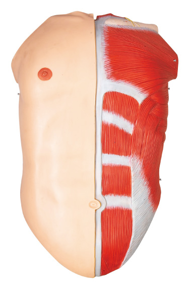 28 parts human body muscles Human Anatomy Model  hand painting color