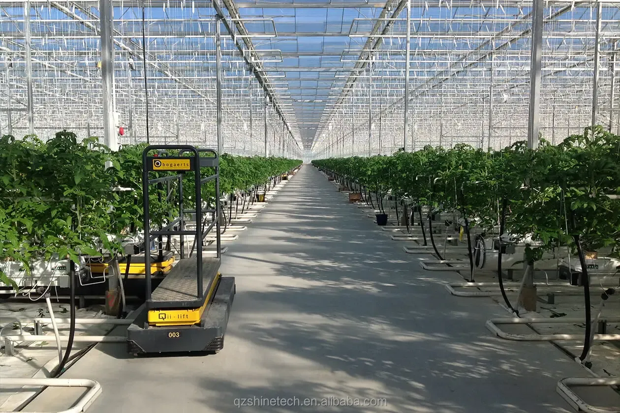 Large Agricultural Intelligent Holland Greenhouse Glass for Tomatoes Cucumber Lettuce