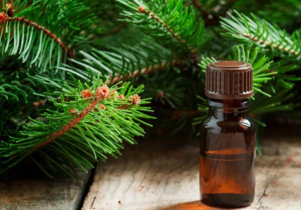 Natural Edible Fir Needles Essential Oil for Food & Beverage with Boreal Forest Flavor