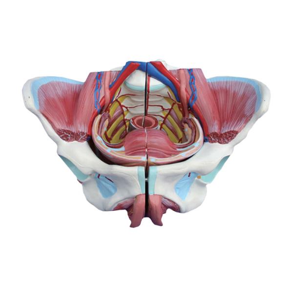 Training 20cm Female Pelvic Anatomy Model With Genital Vascular Nerve