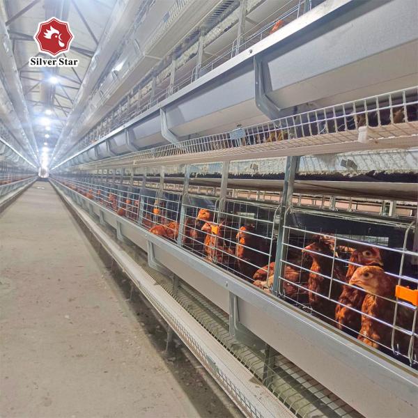 Cage de couche de poulet de type H Équipement de volaille automatique Poules Cage à batterie pour poulet de couche