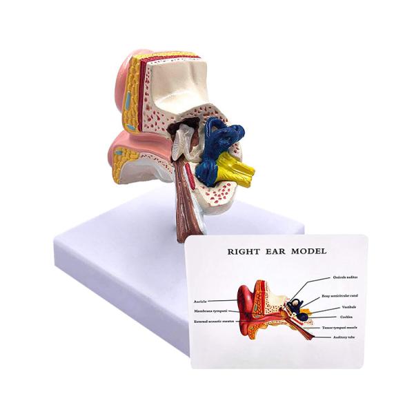 Human Anatomy Life Size Desktop Human Ear Model For Education
