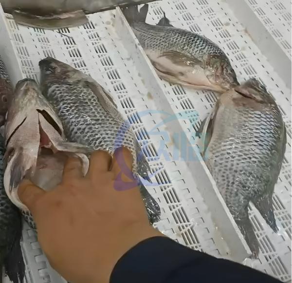 Máquina de esvaziamento de peixe de aço inoxidável anti-corrosião automática