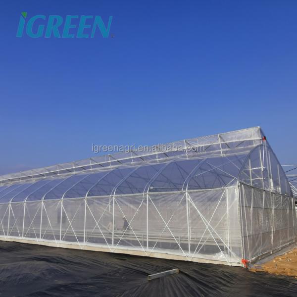 Commercial Tropical Roof Vent Single-span Large Greenhouses Hot Dipped Galvanized Steel Film Cover for Tomato Lettuce Pepper