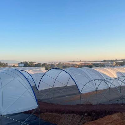 Estrutura multi-span Estufas comerciais modernas Bluberry Hoop Estufas com revestimento de filme