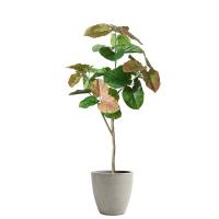 da forma colorida do coração de 180cm o assoalho em pasta artificial planta a árvore interna do ficus da decoração