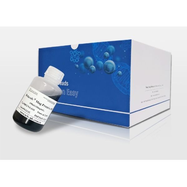 Rebeads Mag Protein G Magnetic Beads For Protein Purification Research Use Only