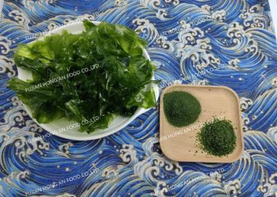 Condimento japonês popular Baixo teor calórico Aonori Alga marinha em pó Verde Lavar Seco Alimentos de proteína