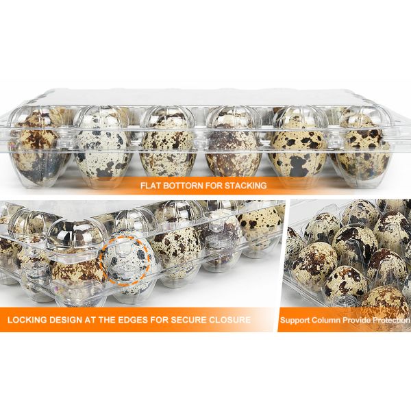 Small Plastic Egg Cartons - Clear 2 Dozen Quail Eggs Tray - Reusable Storage Holder For Small, Pheasant, Pigeon Eggs