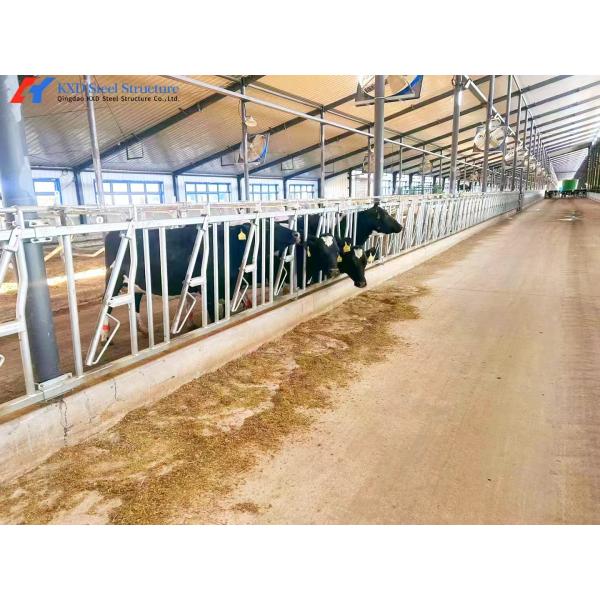 Construcciones de acero pesado para el ganado Estructura de acero personalizada Equipos para la ganadería