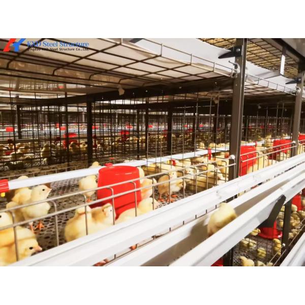 牛飼いの家屋用の鋼鉄製の家禽農場