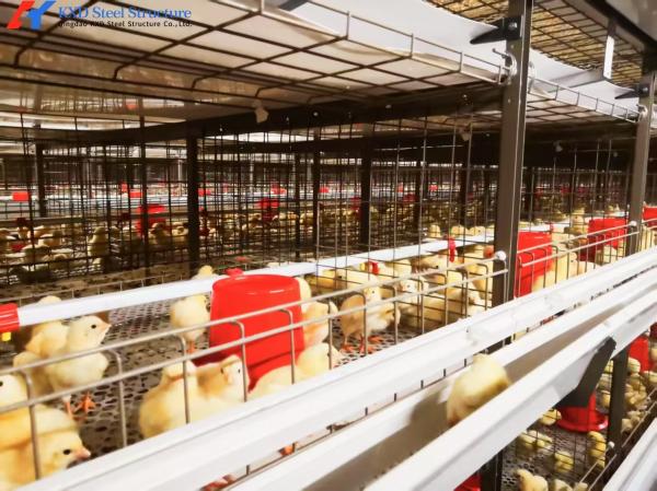 Galvanized Steel Prefabricated Poultry Farm Building for Broiler Housing