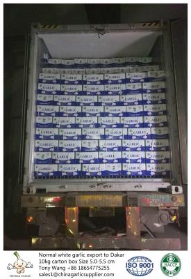 Garlic to Senegal, normal white garlic with 10kg carton box. one container can load 27.5 tons.