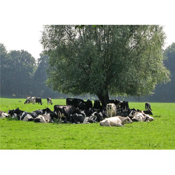 Automatic Milk Production Line UHT Dairy Milk Processing Plant 3000L 5000L