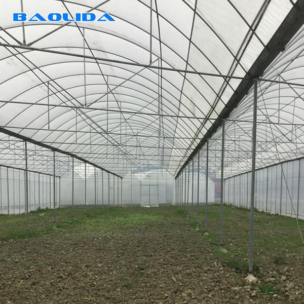 Grande estufa do filme plástico do tamanho/estufa 20m - 100m da agricultura longo