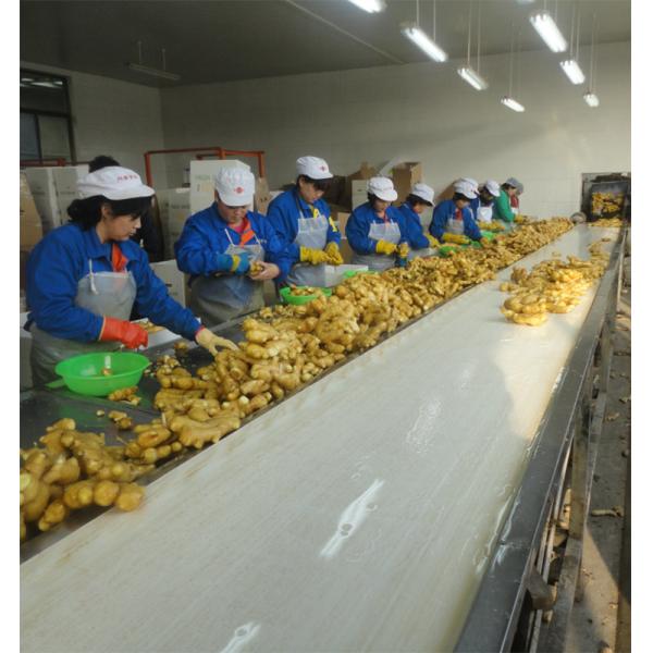wholesale Raw materials Bulk Multi specification Delicious Preserved Slice White Pickled Ginger