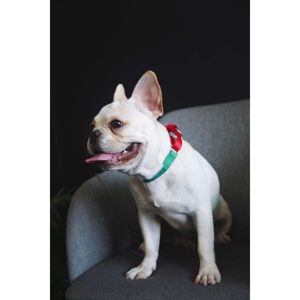 Custom Green 1.5 Inch 2 Inch Wide Nylon Dog Collars With Metal Buckle