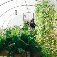 Estufa de Filme Plástico para Cultivo de Tomate Sistema Hidropônico 3-5m